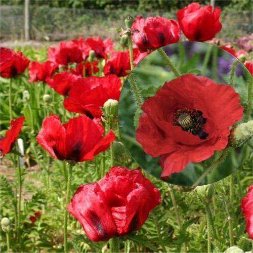 Papaver orientale 'Brilliant' - Idamagun 'Brilliant' P9/0,55L